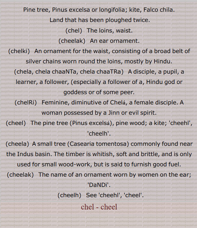 Pine tree, Pinus excelsa or longifolia; kite, Falco chila.,Land that has been ploughed twice.,chel,   The loins, waist.,cheelak,  An ear ornament., chelki, An ornament for the waist, consisting of a broad belt of silver chains worn round the loins, mostly by Hindu.,chela, chela chaaNTa, chela chaaTRa, A disciple, a pupil, a learner, a follower, (especially a follower of a, Hindu god or goddess or of some peer.,chelRi,   Feminine, diminutive of Chela, a female disciple. A woman possessed by a Jinn or evil spirit.,cheel,  The pine tree (Pinus excelsa), pine wood; a kite; 'cheehl', 'cheelh'.,cheela,  A small tree (Casearia tomentosa) commonly found near the Indus basin. The timber is whitish, soft and brittle, and is only used for small wood-work, but is said to furnish good fuel.,cheelak,  The name of an ornament worn by women on the ear; 'DaNDi'.,cheelh, See 'cheehl', 'cheel'.,chel - cheel,ਚੇਲ ,ਚੇਲਾ,ਚੇਲਡ਼ੀ, ਚੇਲਕੀ, ਚੇਲਾ ਚਾਟੜਾ, ਚੇਲਾ ਚਾਟਾ,ਚੇਲਾ ਬਾਲਕਾ,
ਚੀਲ,ਚੀਲਾ,ਚੀਲਕ , ਇੱਲ ,ਚੇਲਕੀ, ਚੀਲ੍,ਚੀਹਲ,ਚੀੱਲਾ,ਚੀਲ੍ਹ, toothed leaf chilla