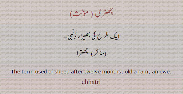 چھتری,chhattari,ਛਤ੍ਰੀ ,chhatri,ਛਤਰੀ,term used of sheep after twilve months old ram. an ewe. چھتری۔ بھیڑ۔ دنبی۔ چھترا۔
