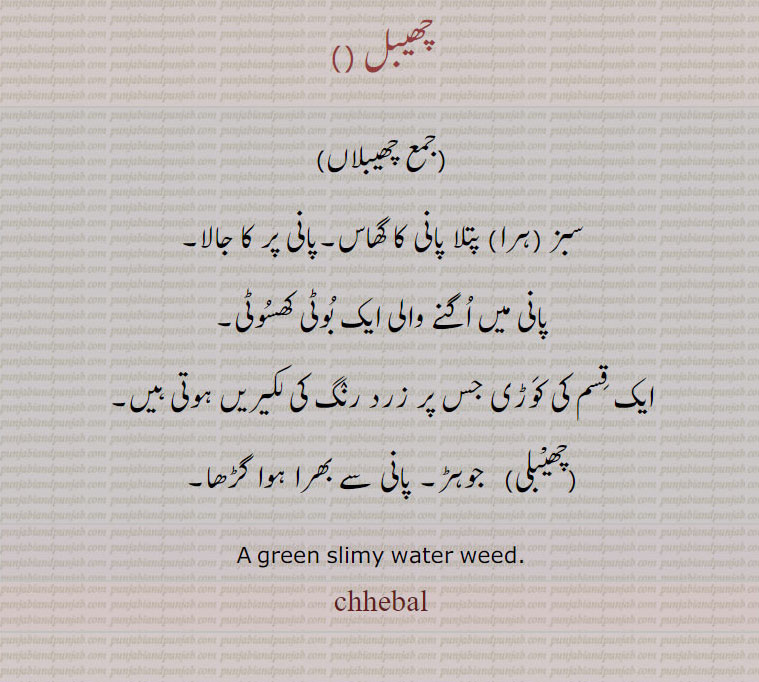 , chhebal ,ਛੇਬਲ,چھیبلی , چھیبلاں,سبز (ہرا) پتلا پانی کا گھاس۔پانی پر کا جالا,پانی میں اُگنے والی ایک بُوٹی کھسُوٹی,ایک قِسم کی کَوڑی جس پر زرد رنٛگ کی لکیریں ہوتی ہیں,چھیْبلی,   جوہڑ۔ پانی سے بھرا ہوا گڑھا,A green slimy water weed.,chebal