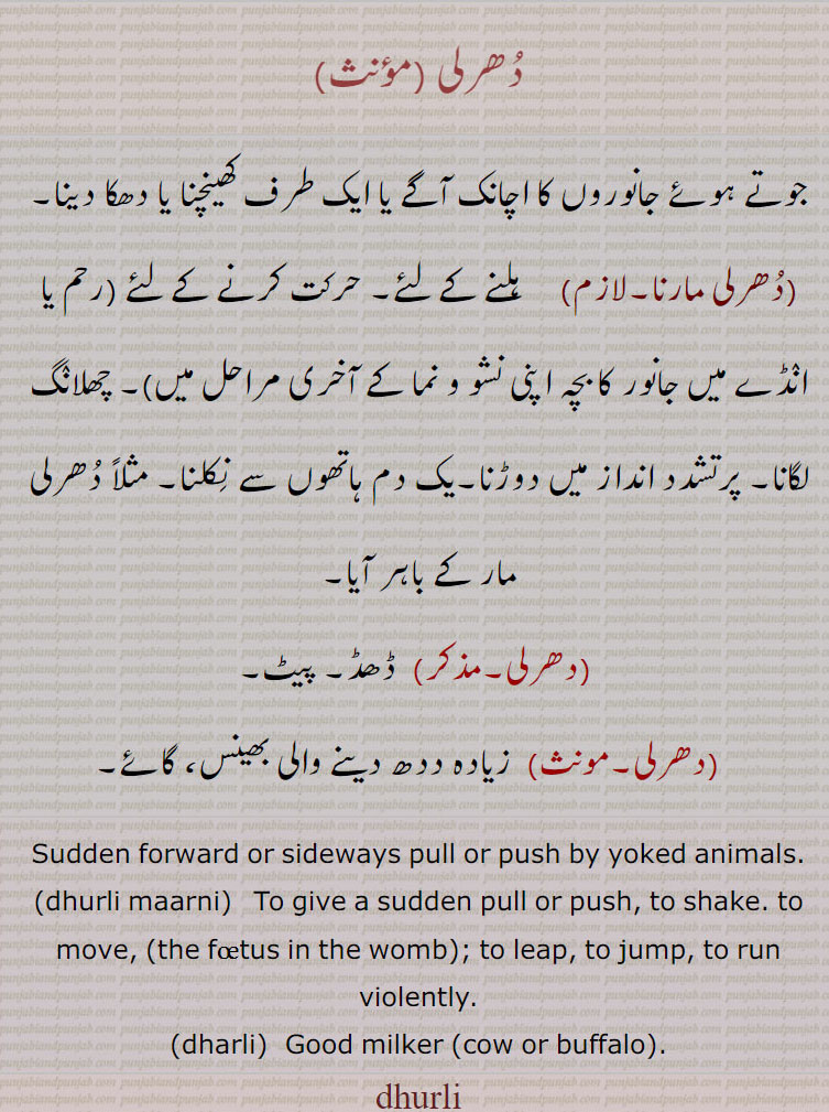 دُھرلی ,جوتے ہوئے جانوروں کا اچانک آگے یا ایک طرف کھینچنا یا دھکا دینا,دُھرلی مارنا,    ہلنے کے لئے۔ حرکت کرنے کے لئے (رحم یا انٛڈے میں جانور کا بچہ اپنی نشو و نما کے آخری مراحل میں)۔ چھلانٛگ لگانا۔ پرتشدد انداز میں دوڑنا۔یک دم ہاتھوں سے نِکلنا۔ مثلاً دُھرلی مار کے باہر آیا,دھرلی, ڈھڈ۔ پیٹ,دھرلی, زیادہ ددھ دینے والی بھینس، گائے۔
Sudden forward or sideways pull or push by yoked animals.,dhurli maarni,   To give a sudden pull or push, to shake. to move,the foetus in the womb, to leap, to jump, to run violently.,dharli, Good milker ,cow or buffalo,. dhurli, dhurli , dhurli maarni, ਧੁਰਲੀ, ਧੁਰਲੀ ਮਾਰਨੀ, dharli,ਧਰਲੀ 