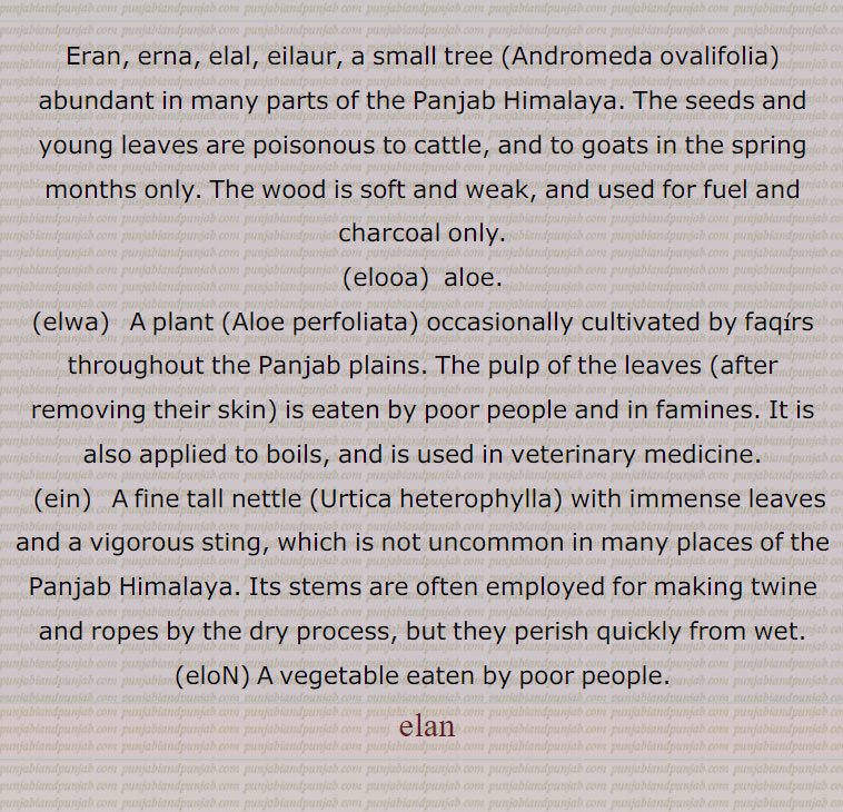 Eran, erna, elal, eilaur, a small tree (Andromeda ovalifolia) abundant in many parts of the Panjab Himalaya. The seeds and young leaves are poisonous to cattle, and to goats in the spring months only. The wood is soft and weak, and used for fuel and charcoal only., elooa,  aloe. , elwa,   A plant (Aloe perfoliata) occasionally cultivated by faqirs throughout the Panjab plains. The pulp of the leaves (after removing their skin) is eaten by poor people and in famines. It is also applied to boils, and is used in veterinary medicine. , ein,   A fine tall nettle (Urtica heterophylla) with immense leaves and a vigorous sting, which is not uncommon in many places of the Panjab Himalaya. Its stems are often employed for making twine and ropes by the dry process, but they perish quickly from wet., eloN, A vegetable eaten by poor people.,elan,,Eran, ਏਰਨ; Erna, ਏਰਨਾ; Elal , ਏਲਲ ; Eilaur , ਏਲੌਰ , elooa, ਏਲੂਆ , aloe, elwa, ਏਲੇਵਾ ,  ਏਲੋਂ ,    en, ਏਇਨ, 