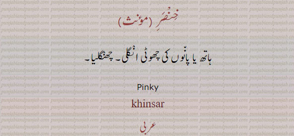 ਸੁਬਾਬਾ, index finger, khinsar. pinky finger, خنصر۔ ہاتھ یا پاؤں کی چھوٹی انگلی۔ چھنگلیا۔