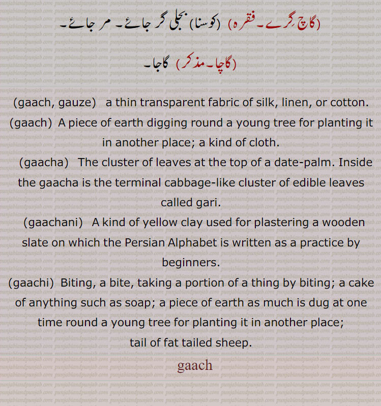 .gaach, gauze.   a thin transparent fabric of silk, linen, or cotton.. gaach,  A piece of earth digging round a young tree for planting it in another place; a kind of cloth. gaacha,   The cluster of leaves at the top of a date-palm. Inside the gaacha is the terminal cabbage-like cluster of edible leaves called gari., gaachani,   A kind of yellow clay used for plastering a wooden slate on which the Persian Alphabet is written as a practice by beginners., gaachi, Biting, a bite, taking a portion of a thing by biting; a cake of anything such as soap; a piece of earth as much is dug at one time round a young tree for planting it in another place;,tail of fat tailed sheep. gaach, gach, gaach, ਗਾਚ,gaachi, ਗਾਚੀ,gaachani,ਗਾਚਣੀ,gaacha, ਗਾਚਾ,gaach, gauze,