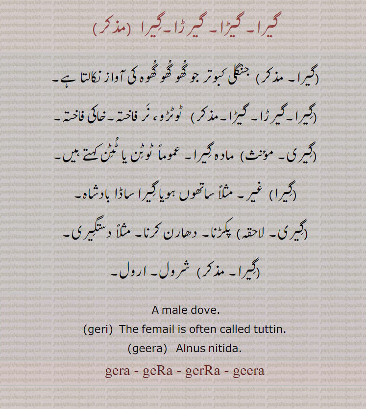 geyra,gera, گیرا, گیرڑا,گیڑا,ਗੇਰਾ,male dove. the femail is often. called tuttin. alnus nitida. geera. جنگلی کبوتر۔ گھوگھوگھوہ کی آواز۔ ٹوٹڑو۔ نر فاختہ۔ خالی فاختہ۔ مادہ گیرا۔ ٹٹن۔ غیر۔ ساتھوں ہویا گیرا ساڈا بادشاہ۔  گیری۔ پکڑنا۔ دھارن کرنا۔ دستگیری۔ شردل۔ اردل۔ 