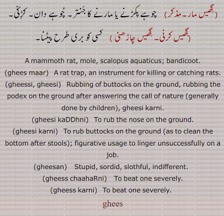 A mammoth rat, mole, scalopus aquaticus; bandicoot.,ghees maar,  A rat trap, an instrument for killing or catching rats.,gheessi, gheesi,   Rubbing of buttocks on the ground, rubbing the podex on the ground after answering the call of nature (generally done by children), gheesi karni.,gheesi kaDDhni,   To rub the nose on the ground.,gheesi karni,   To rub buttocks on the ground (as to clean the bottom after stools); figurative usage to linger unsuccessfully on a job.,gheesan,    Stupid, sordid, slothful, indifferent.  ,gheess chaahaRni, To beat one severely.,gheess karni,   To beat one severely.  ਘੀਸ, gheessi, gheesi,  ਘੀੱਸੀ , ਘੀਸੀ, gheesi karni, ਘੀਸੀ ਕਰਨੀ, gheesan, ਘੀਸਣ,