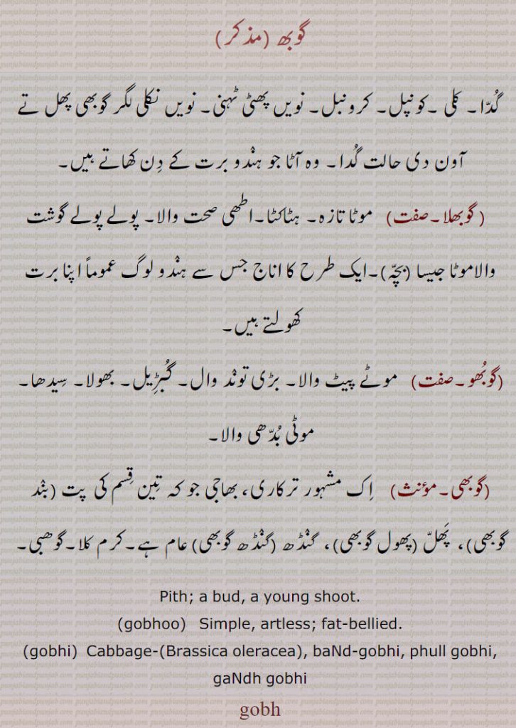 
گوبھ , گُدّا۔ کلی ۔کونپل۔ کرونبل۔ نویں پھٹی ٹہنی۔ نویں نکلی لگر گوبھی پھل تے آون دی حالت گُدا۔ وہ آٹا جو ہنٛدو برت کے دِن کھاتے ہیں, گوبھلا, موٹا تازہ۔ ہٹاکٹا۔اطھی صحت والا۔ پولے پولے گوشت والاموٹا جیسا (بچّہ)۔ایک طرح کا اناج جس سے ہنٛدو لوگ عموماً اپنا برت کھولتے ہیں,گوبُھو,موٹے پیٹ والا۔ بڑی تونٛد وال۔ گُبڑِیل۔ بھولا۔ سِیدھا۔ موٹی بُدّھی والا۔
(گوبھی۔مؤنث)    اِک مشہور ترکاری، بھاجی جو کہ تِین قِسم کی  پت (بنٛد گوبھی)،  پَھلّ (پھول گوبھی)،  گنٛڈھ (گنٛڈھ گوبھی) عام ہے۔کرم کلا۔گوھبی۔
Pith; a bud, a young shoot.,gobhoo,   Simple, artless; fat-bellied., gobhi, Cabbage-,Brassica oleracea, baNd-gobhi, phull gobhi, gaNdh gobhi,gobh,gobh ,ਗੋਭ , gobhoo, ਗੋਭੂ , gobhi, ਗੋਭੀ , gohbi, ਗੋਹਬੀ
