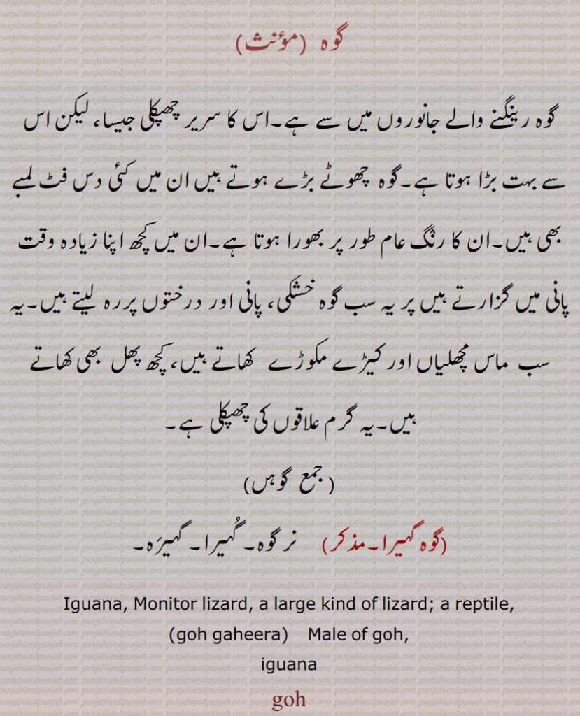 گوہ,گوہ رینگنے والے جانوروں میں سے ہے۔اس کا سریر چھپکلی جیسا، لیکن اس سے بہت بڑا ہوتا ہے۔گوہ  چھوٹے بڑے ہوتے ہیں ان میں کئی دس فٹ لمبے بھی ہیں۔ان کا رنٛگ عام طور پر بھورا ہوتا ہے۔ان میں کچھ اپنا زیادہ وقت پانی میں گزارتے ہیں پر یہ سب گوہ خشکی، پانی اور درختوں پررہ  لیتے ہیں۔یہ سب  ماس مچھلیاں اور کیڑے مکوڑے   کھاتے ہیں، کچھ پھل  بھی کھاتے ہیں۔یہ گرم علاقوں کی چھپکلی ہے, گوہں, گوہ گہیرا, نر گوہ۔ گُہیرا۔ گہیرَہ۔
Iguana, Monitor lizard, a large kind of lizard; a reptile,,goh gaheera,  Male of goh,,iguana,goh, ਗੋਹ,  ਗੋਹ ,ਗਹੀਰਾ,