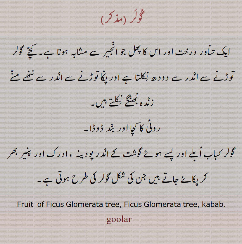 گولر ,ایک تناور درخت اور اس کا پھل جو انجیر سے مشابہ ہوتا ہے۔کچے  گولر توڑنے سے اندر سے دودھ نکلتا ہے اور پکا توڑنے سے اندر سے ننھے منے زندہ بُھنگے نکلتے ہیں,روئی کا کچا اور بند ڈوڈا, گولر کباب اُبلے اور پسے ہوئے گوشت کے اندر پودینہ ، ادرک اور پنیر بھر کر پکائے جاتے ہیں جن کی شکل گولر کی طرح ہوتی ہے۔
Fruit  of Ficus Glomerata tree, Ficus Glomerata tree, kabab., golar , goolar, ਗੂਲਰ