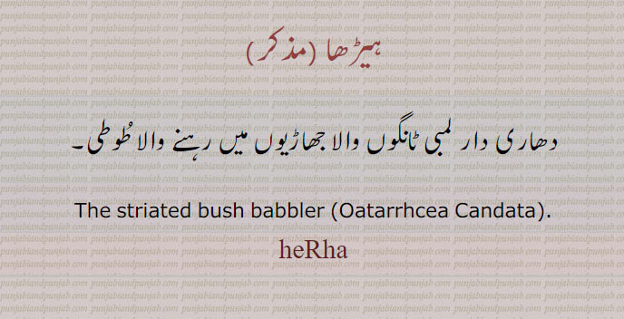 heRha,ہیڑھا,ਹੀੜ੍ਹਾ, دھاری دار لمبی ٹانگوں والا جھاڑیوں میں رہنے والا طوطی, The striated bush babbler (Oatarrhcea Candata). ,heRha