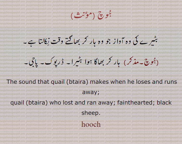 ہوچ ,بٹیرے کی وہ آواز جو وہ ہار کر بھاگتے وقت نکالتا ہے,ہوچ, ہار کر بھاگا ہوا بٹیرا۔ ڈرپوک۔ پاجی۔
 The sound that quail (btaira) makes when he loses and runs away; quail ,btaira, who lost and ran away; fainthearted; black sheep.,hooch, ਹੂਚ  ,