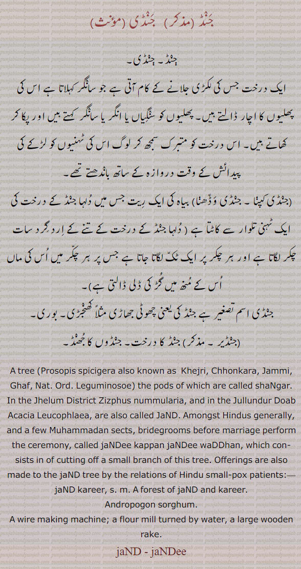 Mimosa cineraria Linn.ਜੰਡ , Prosopis spicigera Linn.tree Prosopis spicigera, khejri. chhonkara. hammi. ghaf. shangar. zizphus nummularia. acacia leucophlaea. jand. jandee. kareer. andropogon sorghum.  jand, jandee.  جنڈ۔ جنڈی۔ درخت۔ پھلیوں والا۔ انگر۔ سانگر۔ جنڈی کپنا۔ جنڈی وڈھنا۔ جنڈیر۔ کھنجڑی۔ بوری۔ جھاڑی۔ جنڈوں کا جھنڈ