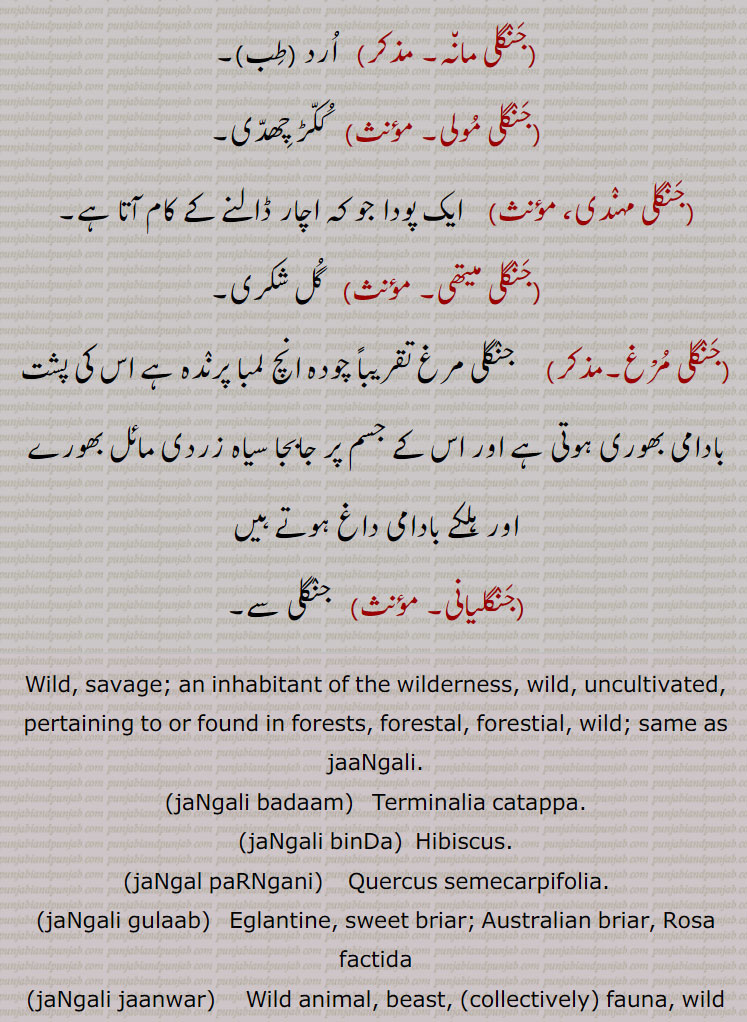 Wild, savage; an inhabitant of the wilderness, wild, uncultivated, pertaining to or found in forests, forestal, forestial, wild; same as jaaNgali., jaNgali badaam,  Terminalia catappa., jaNgali binDa,  Hibiscus., jaNgal paRNgani, Quercus semecarpifolia.   , jaNgali gulaab,   Eglantine, sweet briar; Australian briar, Rosa factida,jaNgali jaanwar,  Wild animal, beast, (collectively) fauna, wild life.,jaNgali batakh,  Wild duck or goose, mallard, jaNgali booti,  Herb; weed., jaNgali goRa,  Onager, Equus hemionus, also known as hemione or Asiatic wild ass., jaNgali piyaaz, Erythronuim indicum., jaNgali pakoon, 