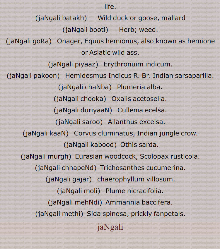 Hemidesmus Indicus R. Br. Indian sarsaparilla., jaNgali chaNba, Plumeria alba., jaNgali chooka,   Oxalis acetosella., jaNgali duriyaaN, Cullenia ecelsa., jaNgali saroo,  Ailanthus excelsa., jaNgali kaaN, Corvus cluminatus, Indian jungle crow., jaNgali kabood, Othis sarda., jaNgali murgh,  Eurasian woodcock, Scolopax rusticola., jaNgali chhapeNd,  Trichosanthes cucumerina., jaNgali gajar,  chaerophyllum villosum., jaNgali moli, Plume nicracifolia.,jaNgali mehNdi,  Ammannia baccifera., jaNgali methi,  Sida spinosa, prickly fanpetals.,jaNgali, ਜੰਗਲ਼ੀ , ਜੰਗਲ਼ੀ ਬਤਖ਼, ਜੰਗਲ਼ੀ ਬੂਟੀ,
