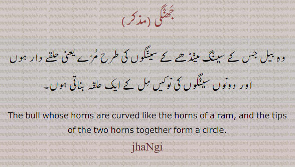 jhangi , ਝੰਗੀ ,the bull whose horns are curved like the home of ram. the tips of the horns togaether form a circle. بیل جس کے سینگ مینڈھے کے سینگوں کی طرح مڑے یعنی حلقے دار ہوں اور دونوں سینگوں کی نوکیں مل کے ایک حلقہ بناتی ہوں۔