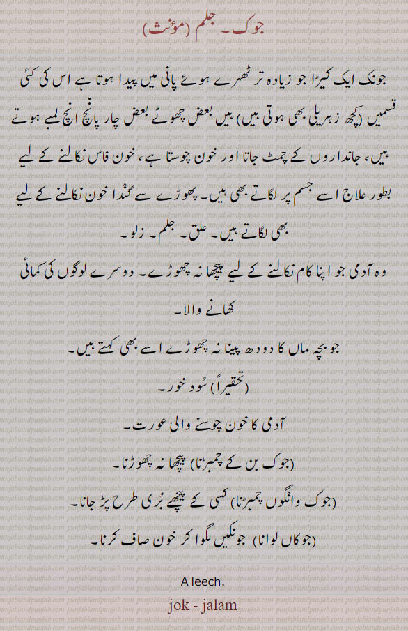 ਜਲਮ, jalam, jaloka. A leech,
 Jok, ਜੋਕ , Jokaan. Jalaka. A leech; met.  jokan lagaunian,  To apply leeches, jokan wagun chambarna, to stick like a leech, jokaan wala, jokaan wala,  men and women whose business it is to keep and apply leeches.
جوک۔ جلم۔ جونک۔ جانداروں کے چمٹ جاتا ہے اور خون چوستا ہے۔ علق۔ جلم۔ زلو۔ سود خور۔جوک بن کے چمبڑنا۔ جوک وانگوں چمبڑنا۔ جوکاں لوانا۔ جونکیں لگوانا۔ 