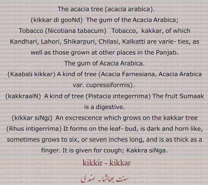 The acacia tree, acacia arabica, kikkar di gooNd, The gum of the Acacia Arabica;,Tobacco (Nicotiana tabacum,   Tobacco,  kakkar, of which Kandhari, Lahori, Shikarpuri, Chilasi, Kalkatti are varie- ties, as well as those grown at other places in the Panjab.,The gum of Acacia Arabica.,Kaabali kikkar, A kind of tree,Acacia Farnesiana, Acacia Arabica var. cupressiformis, kakkraaiN,  A kind of tree,Pistacia integerrima, The fruit Sumaak is a digestive.,kikkar siNgi,  An excrescence which grows on the kakkar tree ,Rhus intigerrima, It forms on the leaf- bud, is dark and horn like, sometimes grows to six, or seven inches long, and is as thick as a finger. It is given for cough; Kakkra siNga.,   kikkir , kikkar,Acacia eburnea,Gum acacia