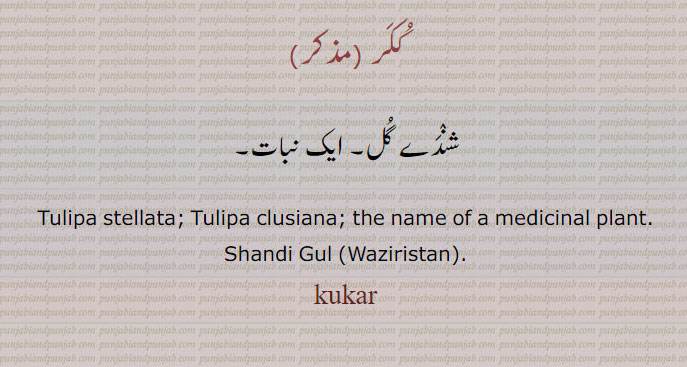 ککر , شندے گل۔ ایک نبات۔
Tulipa stellata; Tulipa clusiana; the name of a medicinal plant.
Shandi Gul (Waziristan)., kukar, Tulipa clusiana, the lady tulip,
 ਕੂਕਰ ,  ਕੂਕਰੀ kookari
