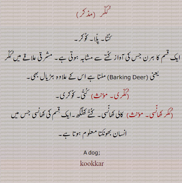  ਕੂਕਰ ,  ਕੂਕਰੀ kookari
ککر  ,کتا۔ پلا۔ کوکر,ایک قسم کا ہرن جس کی آواز کتے سے مشابہ ہوتی ہے۔ مشرقی علاقے میں ککر یعنی ملتا ہے اس کے علاوہ ہڑیال بھی۔
,ککری, کتی۔ کوکری,ککر کھانسی, کالی کھانسی۔ کتے کھنگھ۔ایک قسم کی کھانسی جس میں انسان بھونکتا معلوم ہوتا ہے
A dog; kookkar, kukkar, Barking Deer