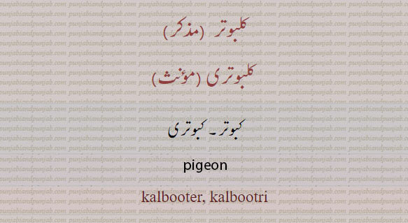 pigeon. kalbuter. kalbutri. kalbooter. kalbootri. کلبوتر۔ کلبوتری۔ کبوتر۔ کبوتری۔  , ਕਲਬੋਤਰ, ਕਲਬੋਤਰੀ, ਕਬੂਤਰ