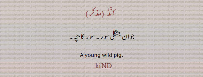  ਕਿੰਡ, kind , کنڈ,  A young wild pig., The wild boar, wild swine,, جوان جنگلی سور کا بچہ۔ 