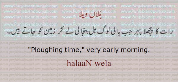 Ploughing time, very early morning. halaaN wela, ہلاں ویلا۔ رات کا پچھلا پہر۔ ہل پنجالی کا وقت۔ ویلا۔ ٹائم