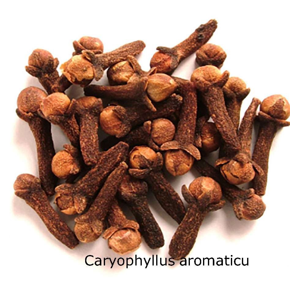 پودا، لونگ ،Caryophyllus aromaticus، , laung,laong, plant