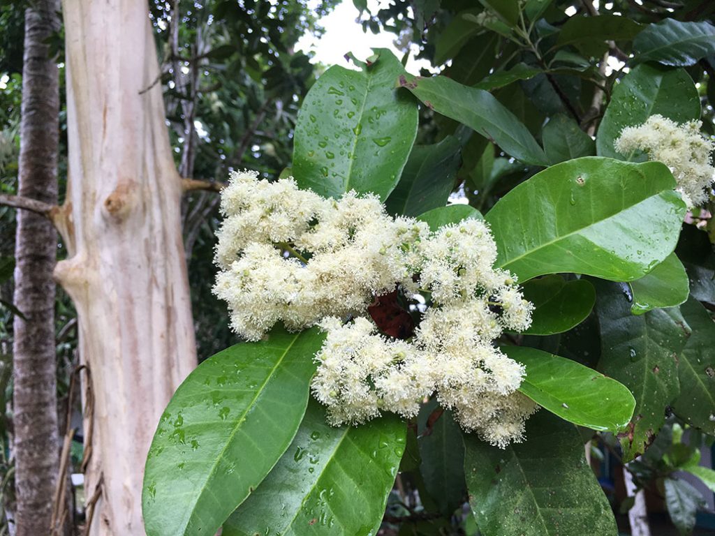 plant, پودا, Grains that resemble but are larger than black pepper, the fun is bitter and sharp, Kabab Cheeni, Allspice., kankoil,  q. kann khajura in Kann.,kankol,  