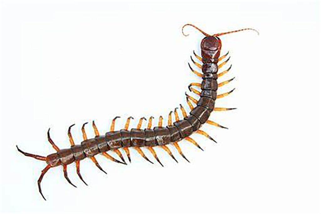 Insect،  centipede; i. q. kann khajura in Kann.,kankol, kann khajoora،  حشرات
