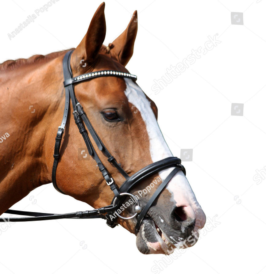 type of curved bit of bridle