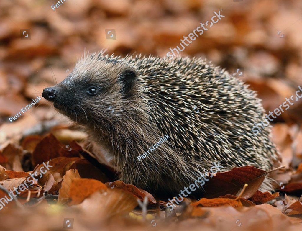 کنڈیالا، جانور , animal,  hedgehog