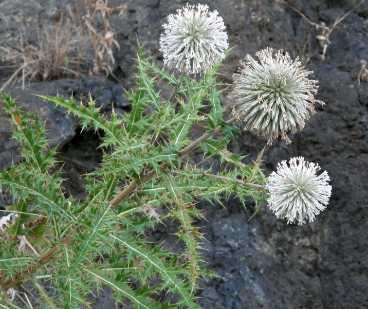 thistle, unt kataara.,oont kataara,Echinops echinatus, ,plant, اونٹ کٹارا, پودا