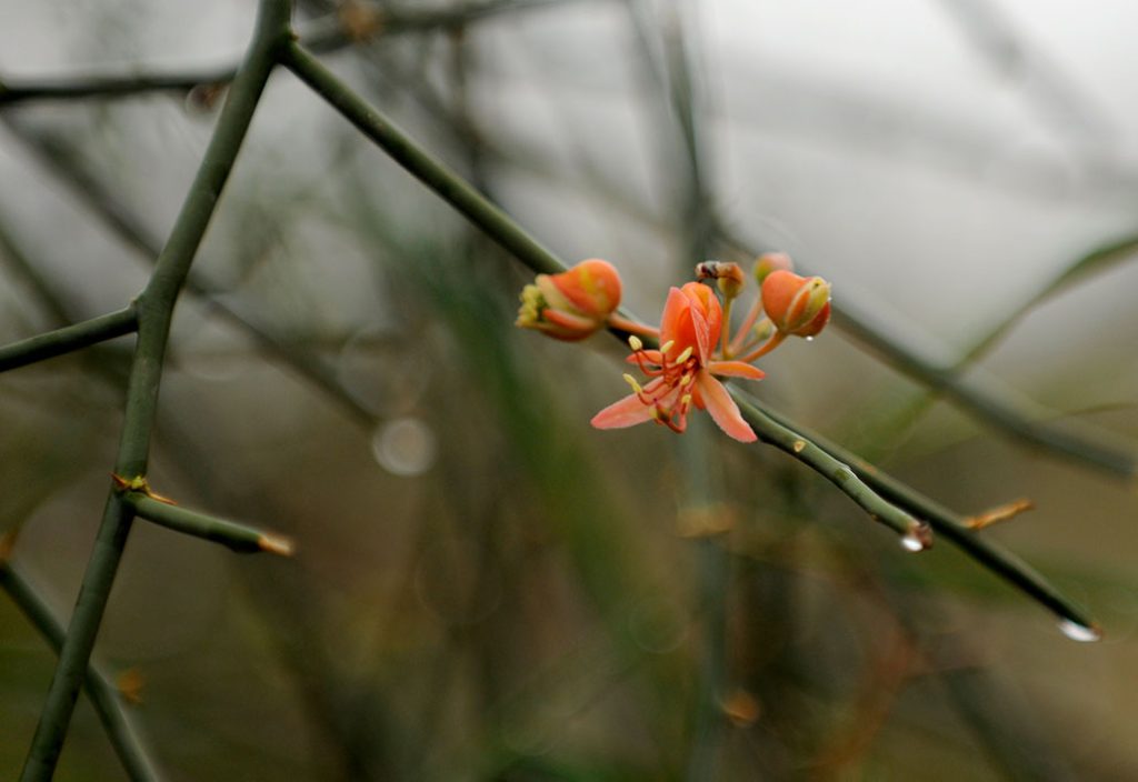 Fruits are red and rounded, about 1cm across, black when ripe and dry. Fruits are edible. The skin of the fruit has to be removed and the flesh can be eaten. Everybody collects and eats the fruits.,Capparis decidua ,bare caper, kair.قبار نفضی, کلیر, karinha. karir. kirrirr. karir pichu,پیچو۔ کریر۔ کرڑ۔.plant, پودا