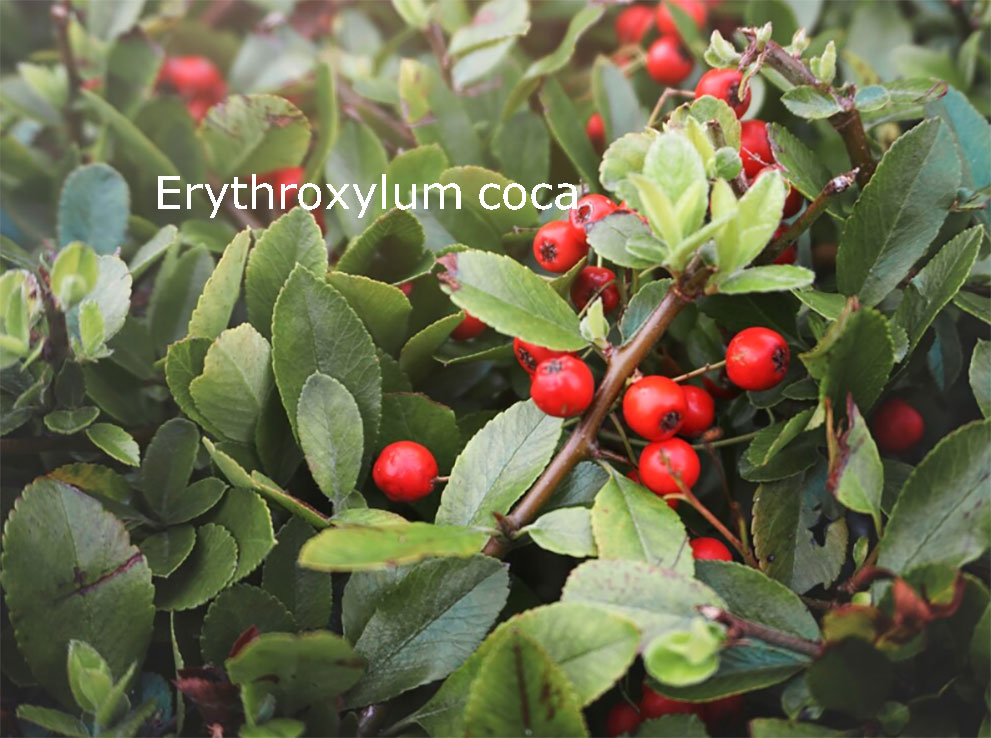 کوکا , plant, Images of Erythroxylum Coca ، پودا