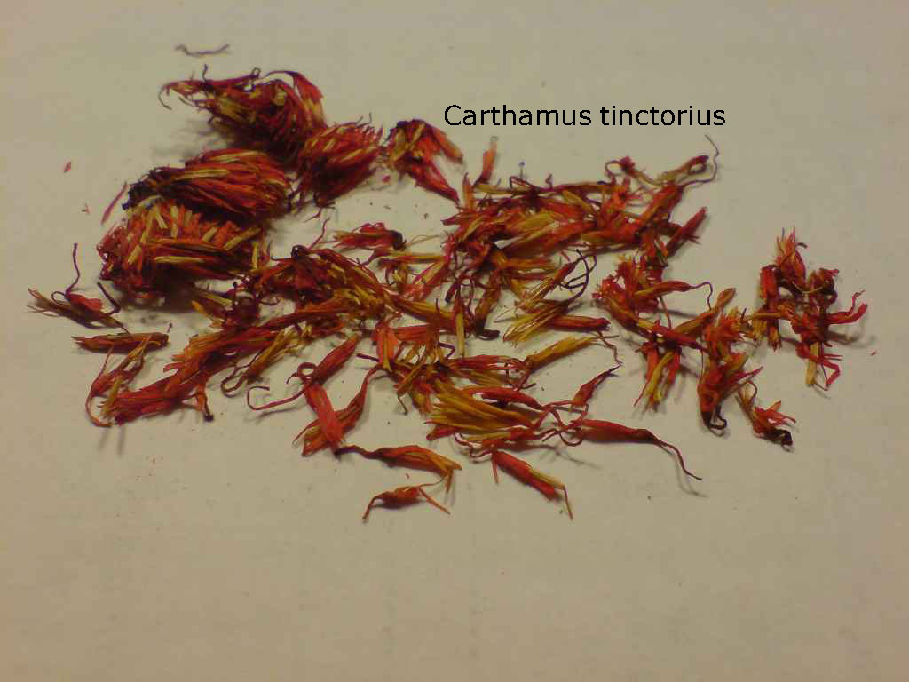 safflower. Carthamus tinctorius, کسمھ۔ کسم۔ کسنبھا۔ کسمبھڑا۔ کسنبھ۔ کسنبھی۔ کسمھ, ਕਿਸਮ,ਕਸਨਬਾ,kusumh   ,ਕੁਸੁਮ੍ਹ , kusumbha, ਕੁਸੁੰਭਾ,karaR، ਕਰਡ਼,plant,پودا