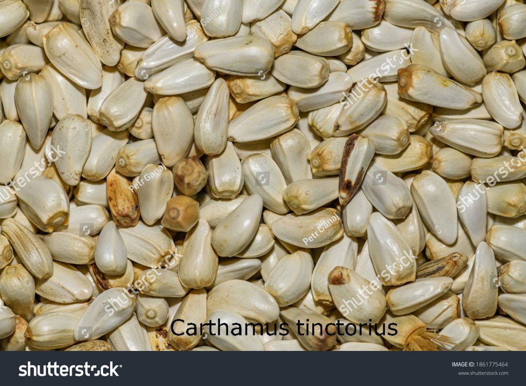 safflower. Carthamus tinctorius, کسمھ۔ کسم۔ کسنبھا۔ کسمبھڑا۔ کسنبھ۔ کسنبھی۔ کسمھ, ਕਿਸਮ,ਕਸਨਬਾ,kusumh   ,ਕੁਸੁਮ੍ਹ , kusumbha, ਕੁਸੁੰਭਾ,karaR، بیج, seed,ਕਰਡ਼,plant,پودا