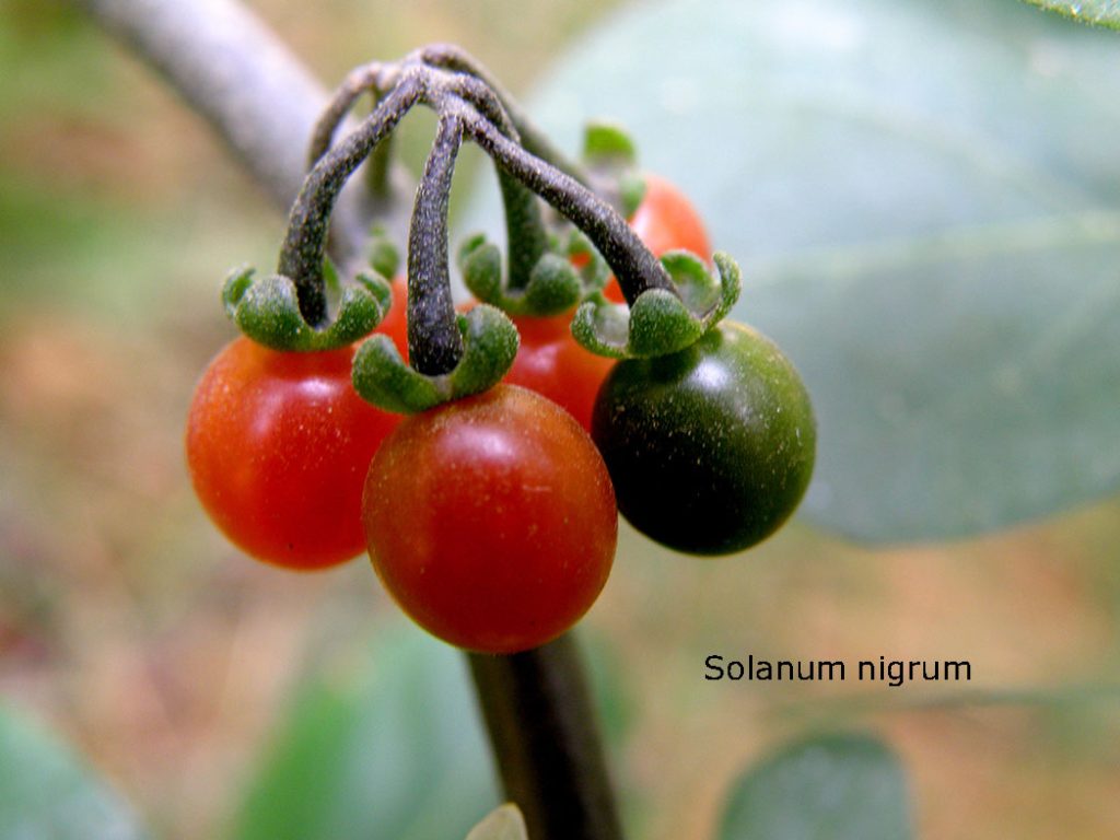 mako ,Solanum nigrum,  مکو , پِیلک, کچماچ,ساگ, بسوٹی۔ ساگ۔ پودا، plant, , 