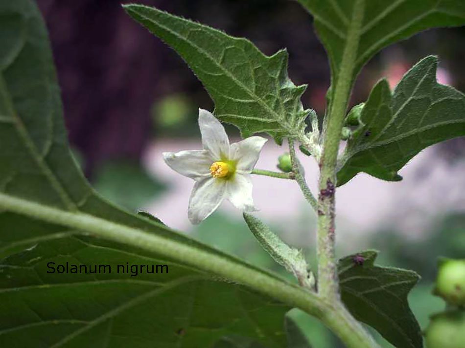 mako ,Solanum nigrum,  مکو , پِیلک, کچماچ,ساگ, بسوٹی۔ ساگ۔ پودا، plant, , 