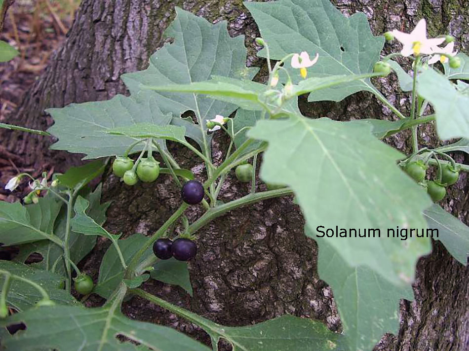 mako ,Solanum nigrum,  مکو , پِیلک, کچماچ,ساگ, بسوٹی۔ ساگ۔ پودا، plant, , 