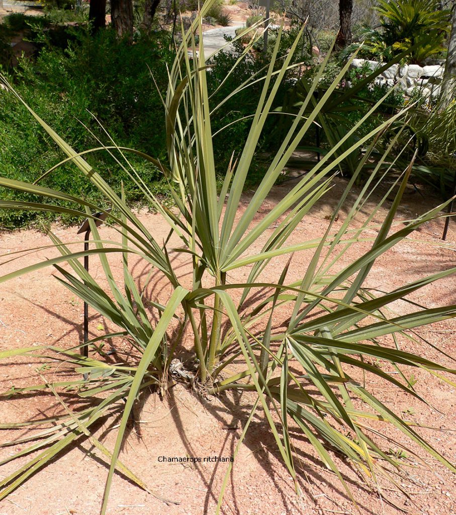 ,ਮੁੰਝ,ਮੂੰਝ,ਮੱਝ,Chamaerops ritchiana, plant, مزری۔ سر کنڈے کے ریشے۔ بوٹا گھاس , پودا