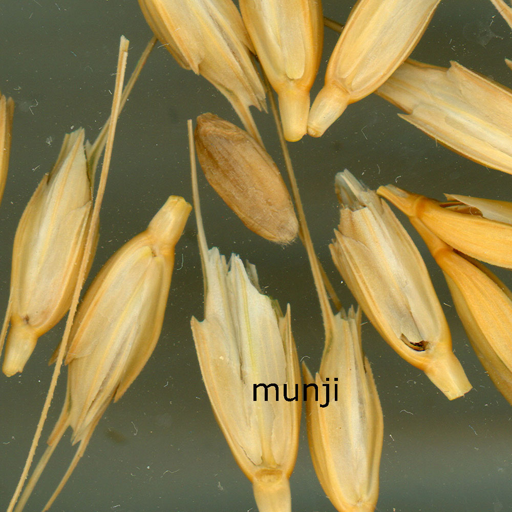 munji,  monji, jhona, Adropogon involutus,plant ਮੁੰਜੀ, ਮੂੰਜੀ, moonji، جھونا،دھان۔  جیری۔ منج۔  منجی ,مونجی۔ کھیت میں چاولوں کے پودے