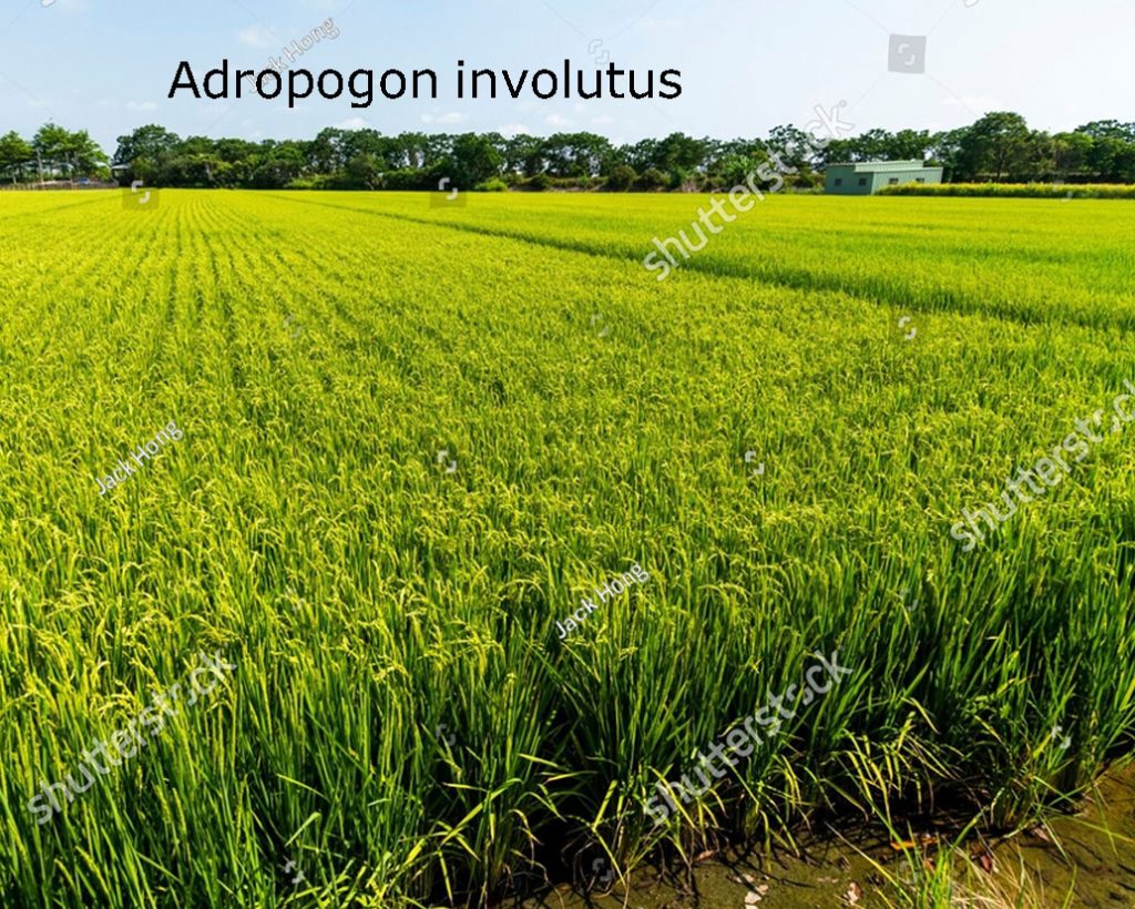 munji,  monji, jhona, Adropogon involutus,plant ਮੁੰਜੀ, ਮੂੰਜੀ, moonji، جھونا،دھان۔  جیری۔ منج۔  منجی ,مونجی۔ کھیت میں چاولوں کے پودے