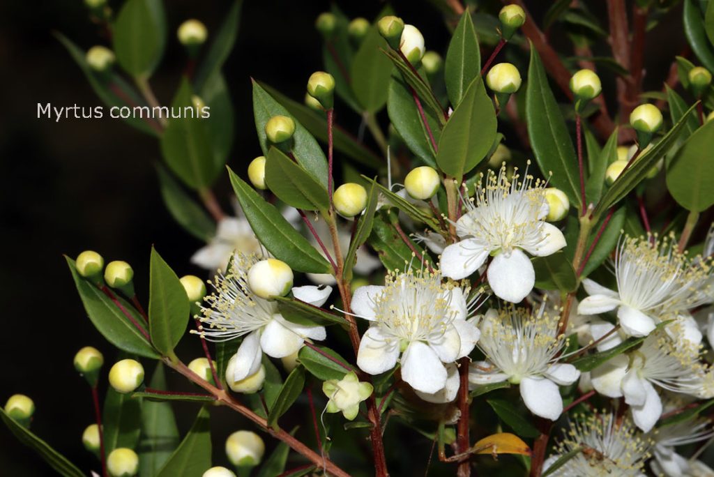 Myrtus communis, moRi, plant, پودا، موڑی