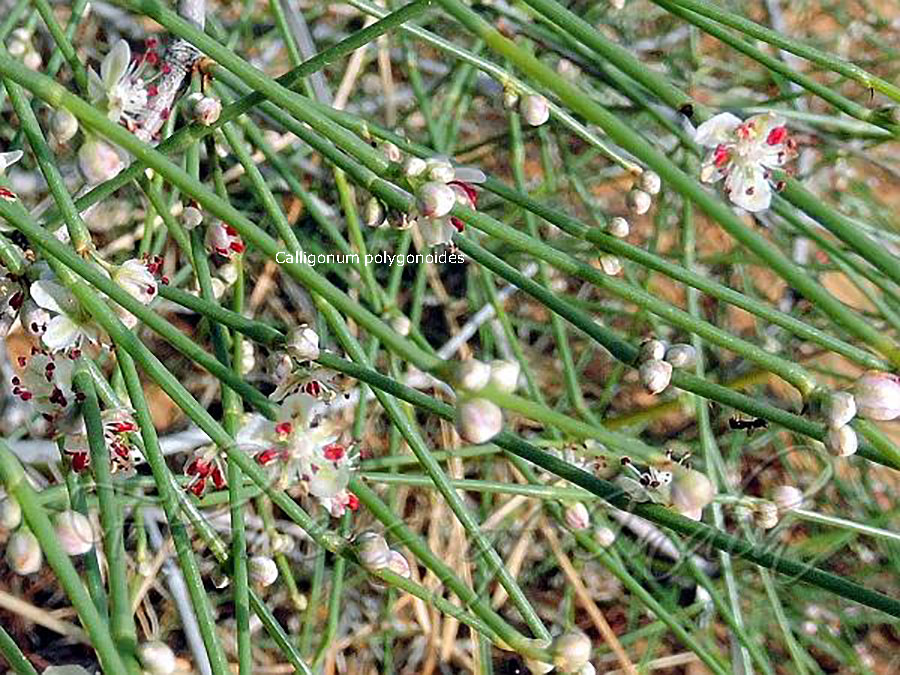 , plant, پودا , Calligonum polygonoides , phog