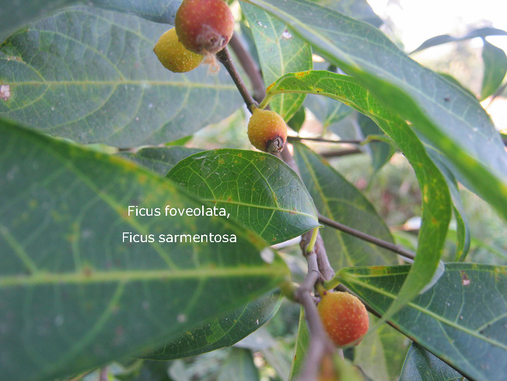 Ficus foveolata (doda bel).Ficus sarmentosa, plant, پودا