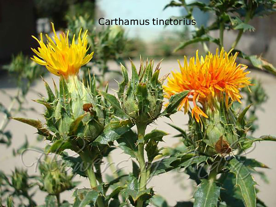 Carthamus tinctorius, safflowor, گل رنگ , pohli, پوہلی ، پودا، plant