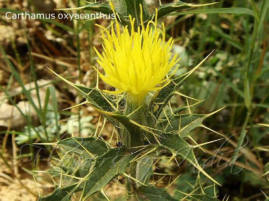 Carthamus oxyacanthus = poli = pohli= kandiyari, کنٹیاری  پیلی کسم,  pohli, پوہلی,pohli , plant, پودا