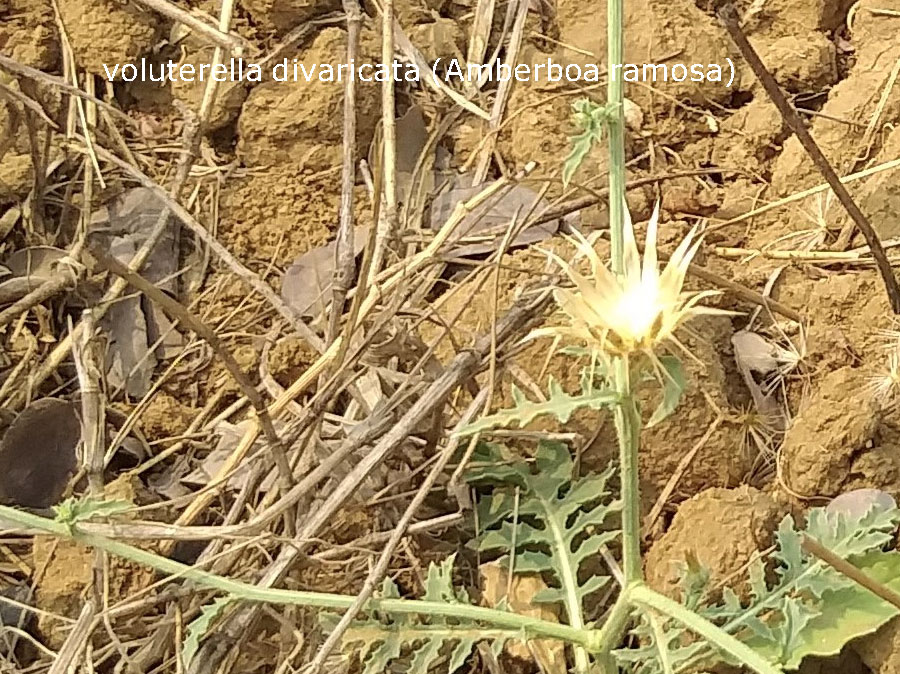 Volutarella divaricata = barm DanDi , برم ڈنٛڈی , مَوکڑی, pohli , plant, پودا