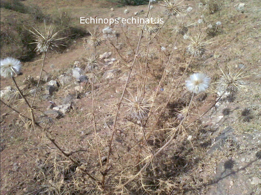 Echinops echinatus = ooNth katara =  باد آوَر۔ کنڈیائی  , Indian globe thistle, pohli , plant, پودا