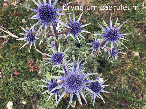 Eryngium caeruleum , pahaaRi gaajar , پہاڑی گاجر, Blue Sea Holly , pohli , plant, پودا