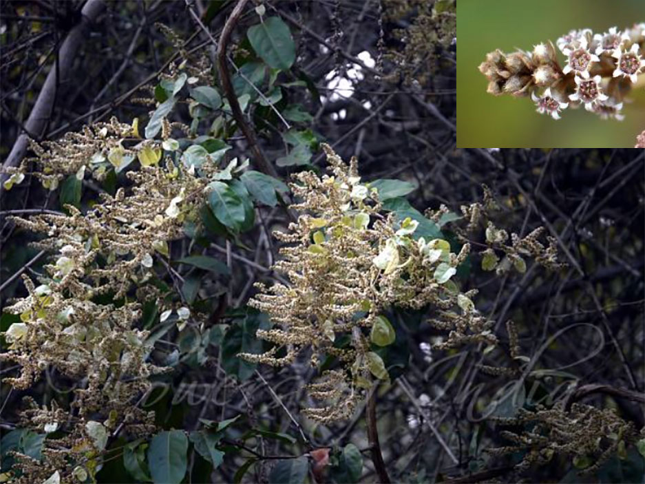 Combretum decandrum Roxb , pooNk,,punk , ਪੂੰਕ,plant,پونک, پودا